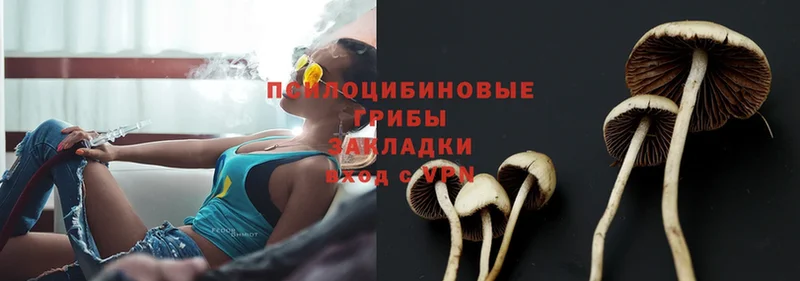 где купить   Починок  Галлюциногенные грибы Cubensis 